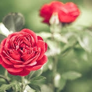 Mohand Mohanad_WJweC